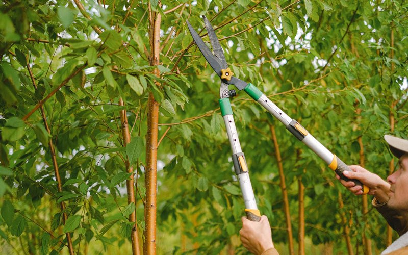 Tree trimming in Hardinsburg, IN